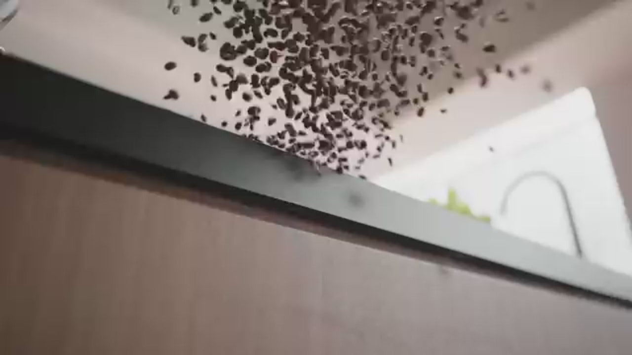 Load video: 